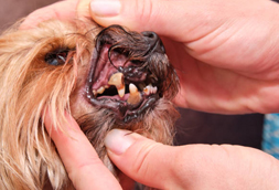 Reinholds Dog Dentist