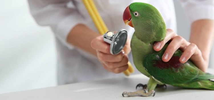 bird regular veterinary hospital in Pennsbury