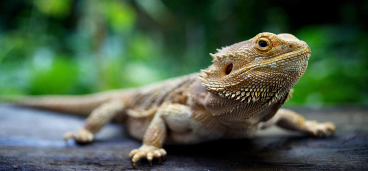 experienced vet care for reptiles