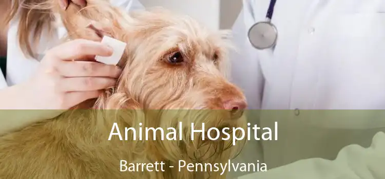 Animal Hospital Barrett - Pennsylvania