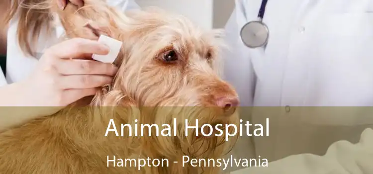 Animal Hospital Hampton - Pennsylvania