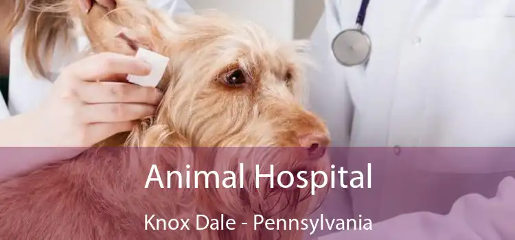 Animal Hospital Knox Dale - Pennsylvania