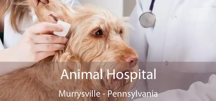 Animal Hospital Murrysville - Pennsylvania