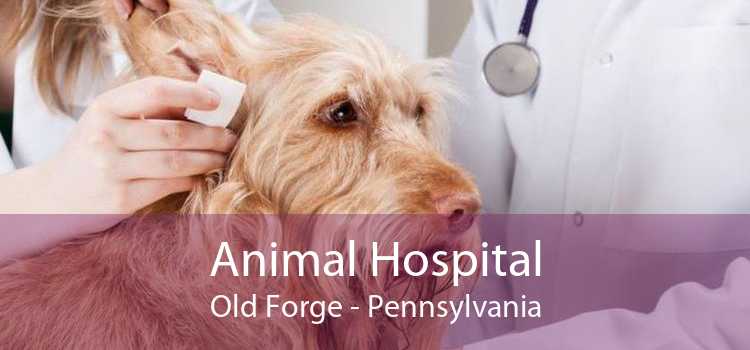 Animal Hospital Old Forge - Small, Affordable, And Emergency Animal