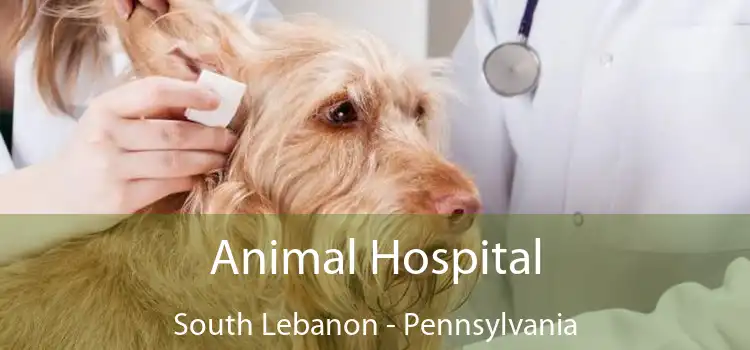 Animal Hospital South Lebanon - Pennsylvania