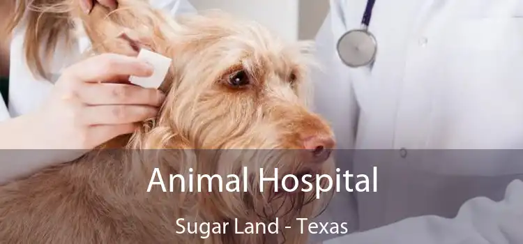 Animal Hospital Sugar Land - Texas