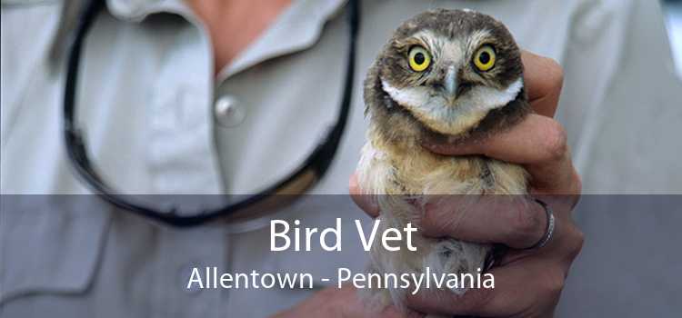 Bird Vet Allentown - Emergency Exotic Avian Vet Near Me