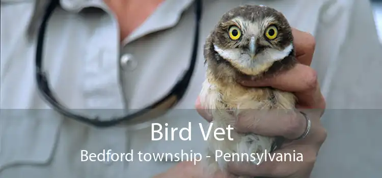 Bird Vet Bedford township - Pennsylvania