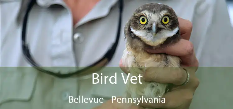 Bird Vet Bellevue - Pennsylvania