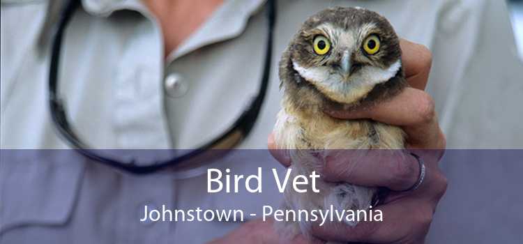 Bird Vet Johnstown - Emergency Exotic Avian Vet Near Me