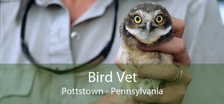 Bird Vet Pottstown - Emergency Exotic Avian Vet Near Me