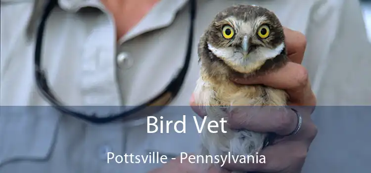 Bird Vet Pottsville - Pennsylvania