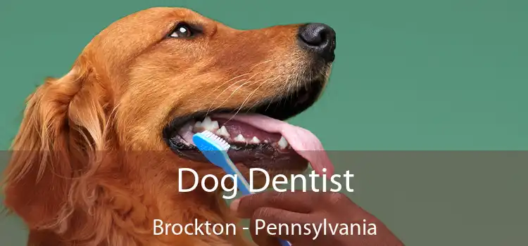 Dog Dentist Brockton - Pennsylvania