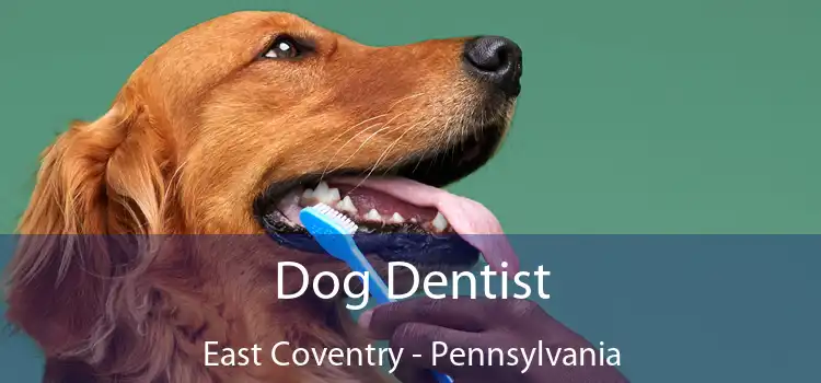 Dog Dentist East Coventry - Pennsylvania