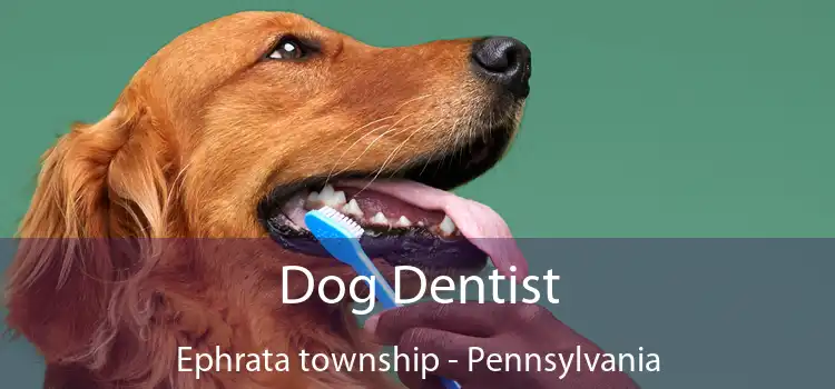 Dog Dentist Ephrata township - Pennsylvania