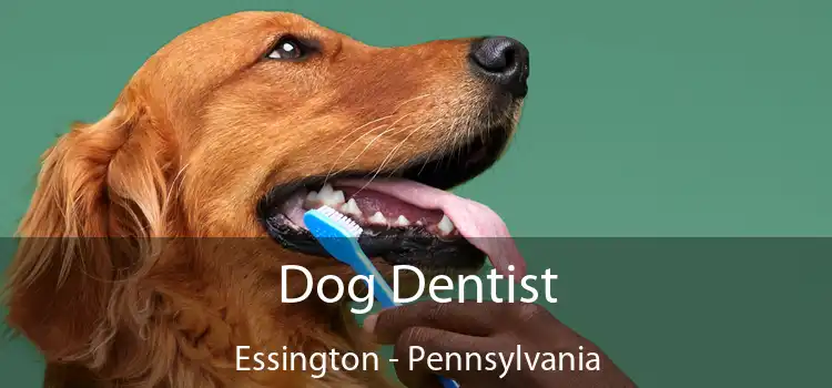 Dog Dentist Essington - Pennsylvania