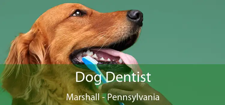 Dog Dentist Marshall - Pennsylvania