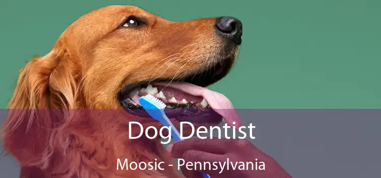 Dog Dentist Moosic - Pennsylvania