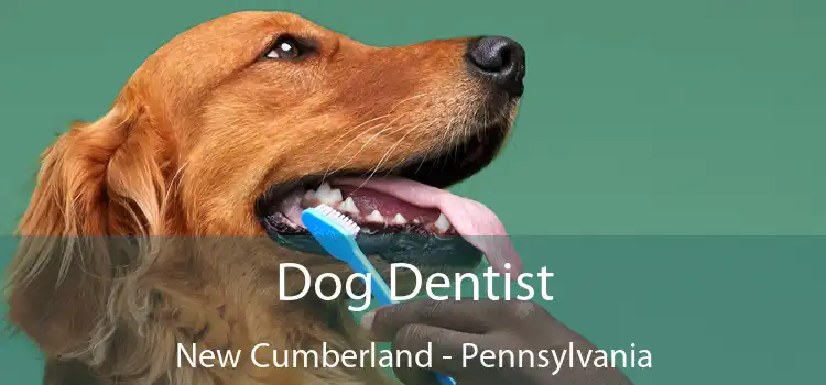 Dog Dentist New Cumberland - Pennsylvania