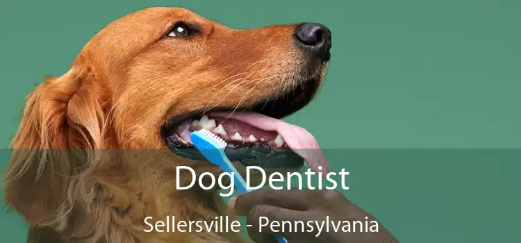 Dog Dentist Sellersville - Pennsylvania