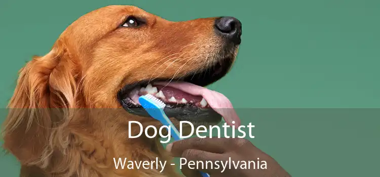 Dog Dentist Waverly - Pennsylvania