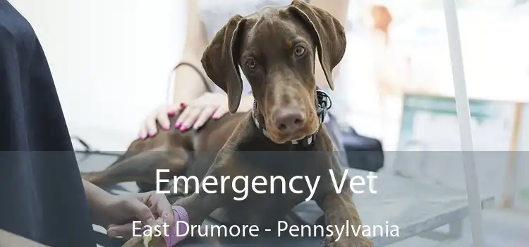 Emergency Vet East Drumore - Pennsylvania