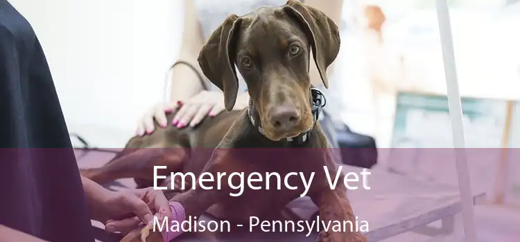 Emergency Vet Madison - Pennsylvania