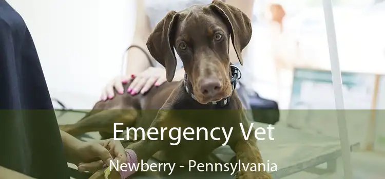 Emergency Vet Newberry - Pennsylvania