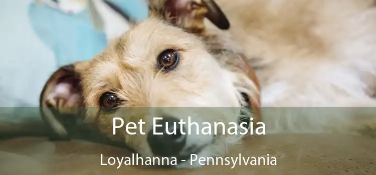 Pet Euthanasia Loyalhanna - Pennsylvania