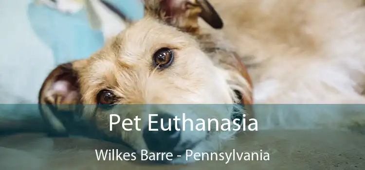 Pet Euthanasia Wilkes Barre - Pennsylvania