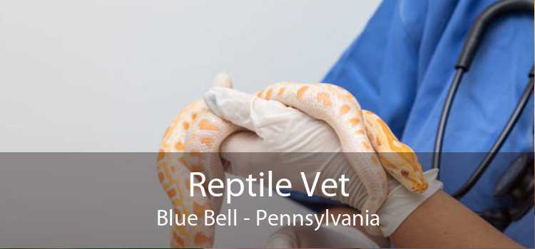 Reptile Vet Blue Bell - 24 Hour Reptile Vet Near Me