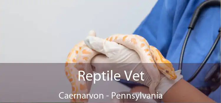 Reptile Vet Caernarvon - Pennsylvania