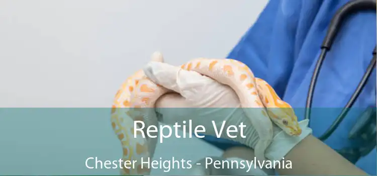 Reptile Vet Chester Heights - Pennsylvania