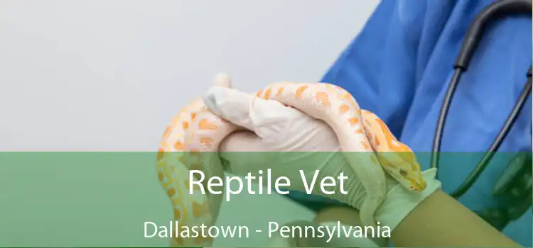 Reptile Vet Dallastown - Pennsylvania