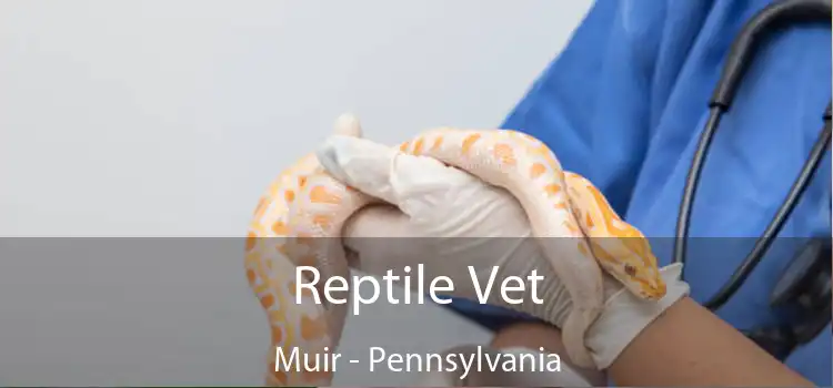 Reptile Vet Muir - Pennsylvania