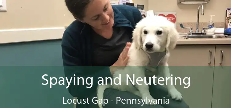 Spaying and Neutering Locust Gap - Pennsylvania