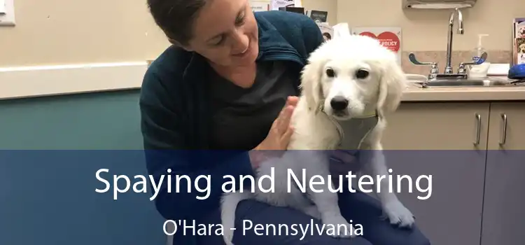 Spaying and Neutering O'Hara - Pennsylvania