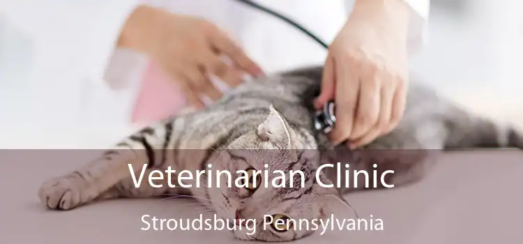 Veterinarian Clinic Stroudsburg Pennsylvania