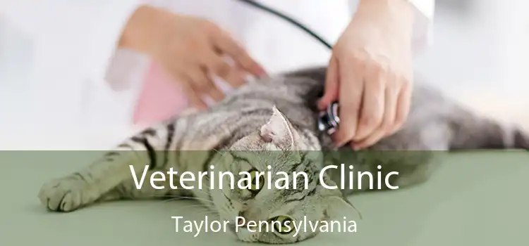 Veterinarian Clinic Taylor Pennsylvania