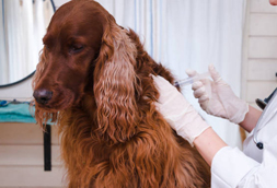 Dog Vaccinations in Adams